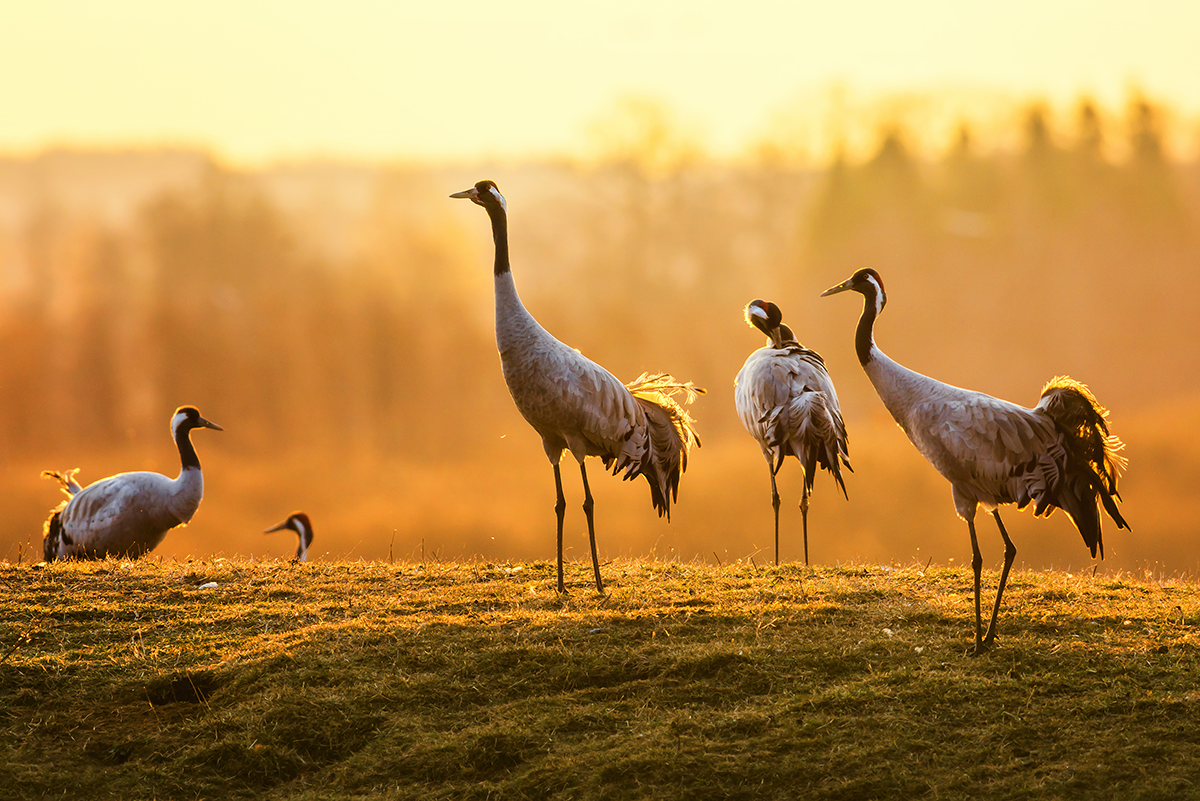 adobestock-63144160.jpg